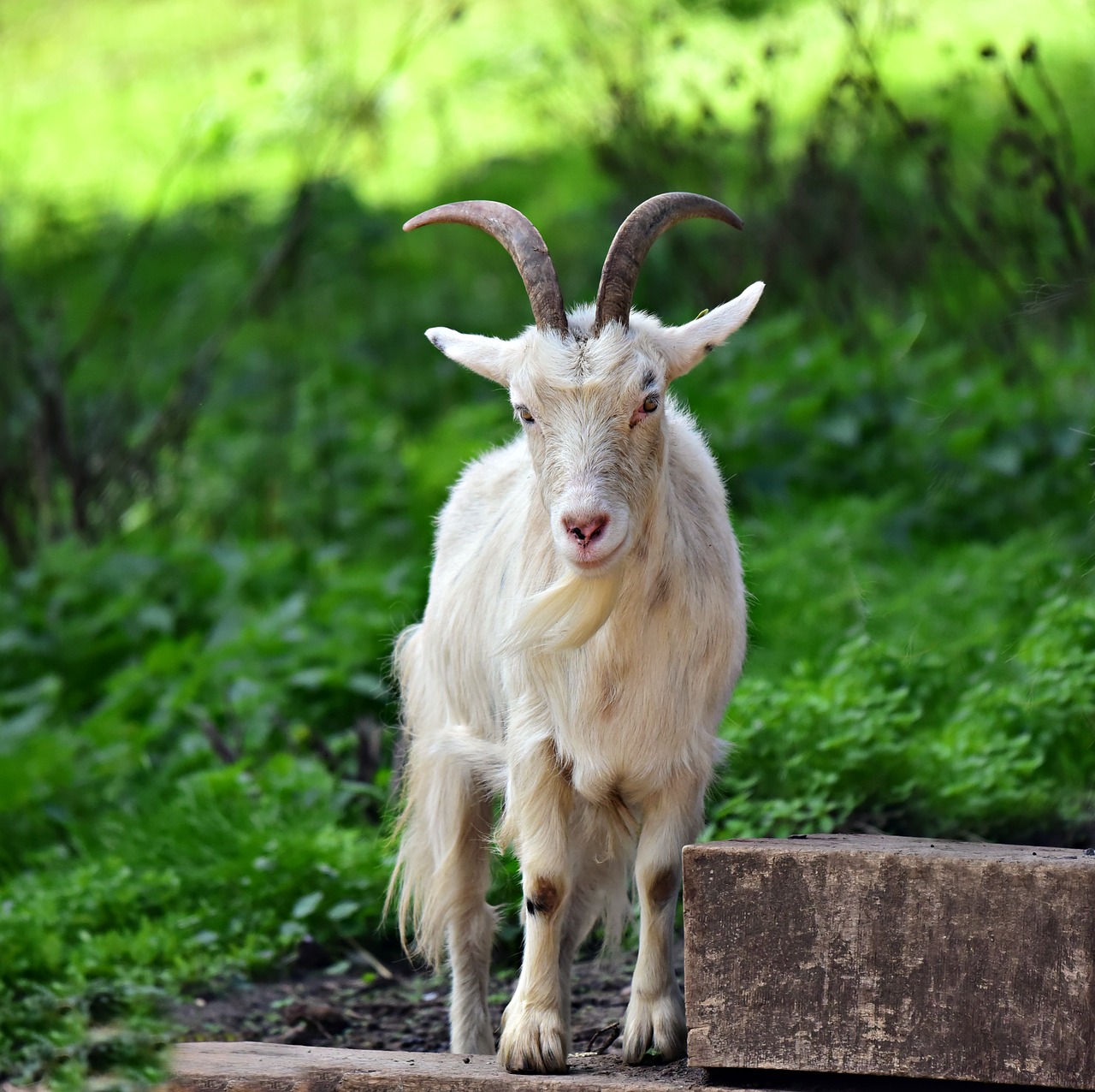 goat  animal  mammal free photo