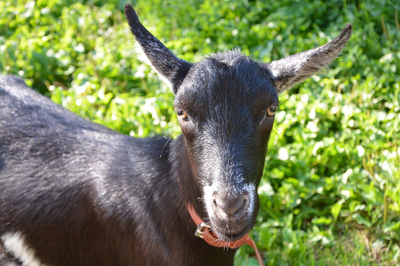 goat  mammal  ruminant free photo