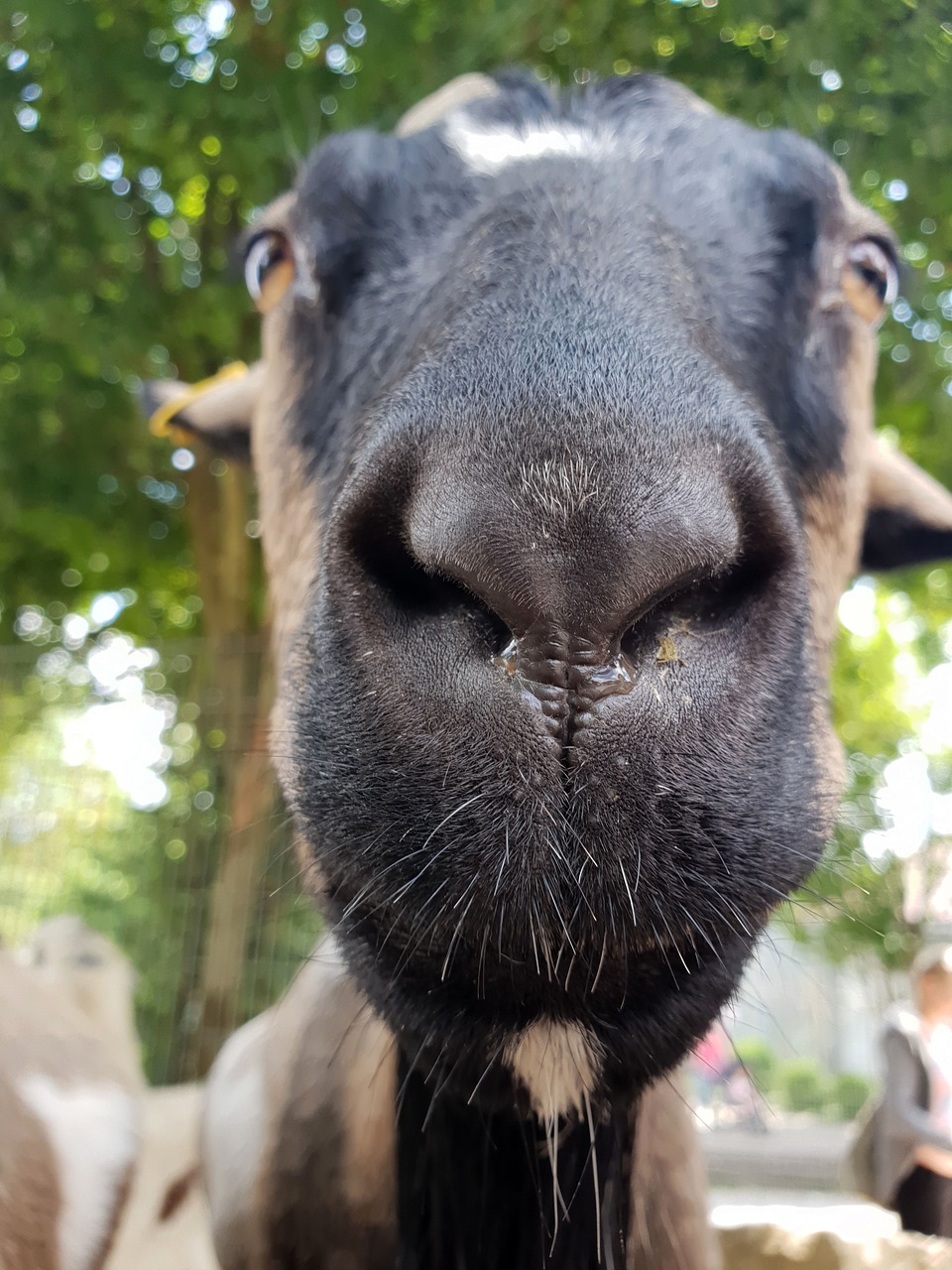 goat  portrait  close up free photo