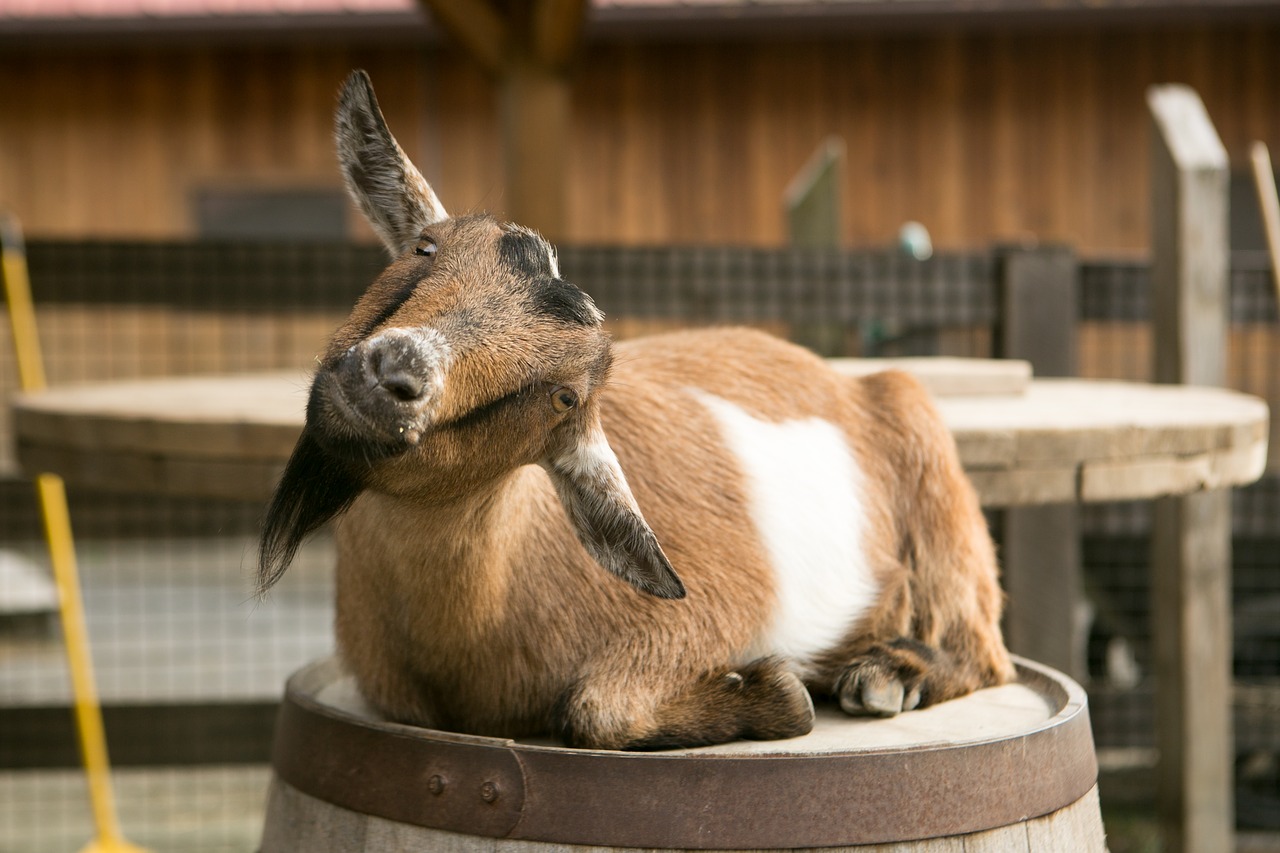 goat  barrel  zoo free photo