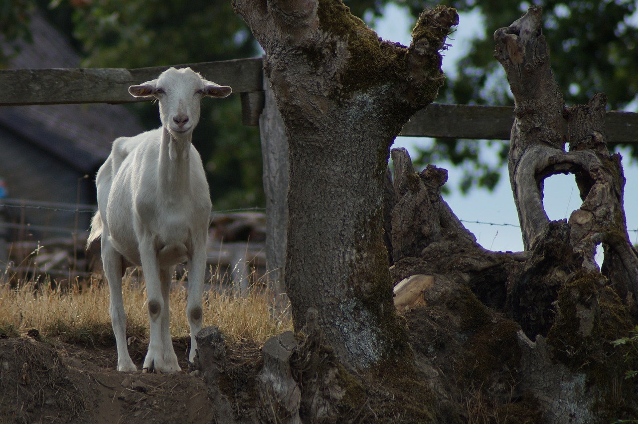 goat  photo  white free photo