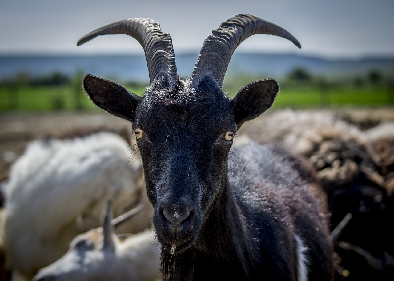 goat  black  horn free photo