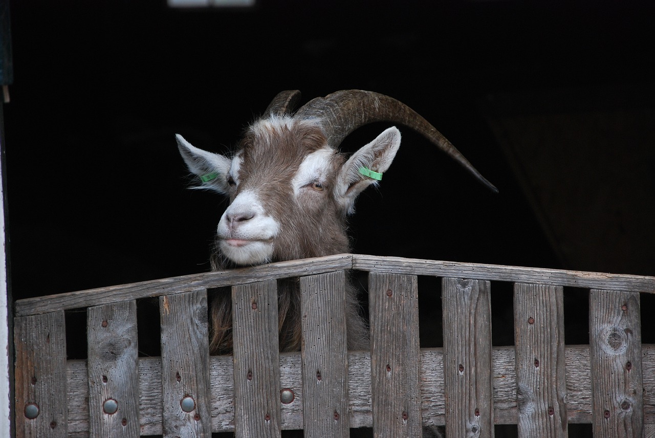 goat  portrait  farm free photo