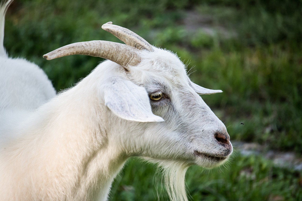 goat  mammal  animal free photo