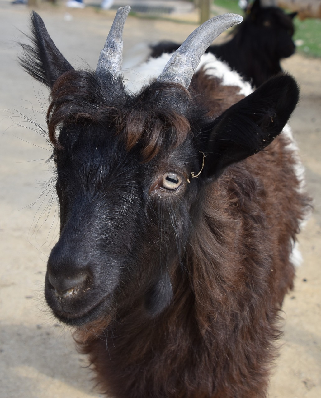 goat  animal  horns free photo