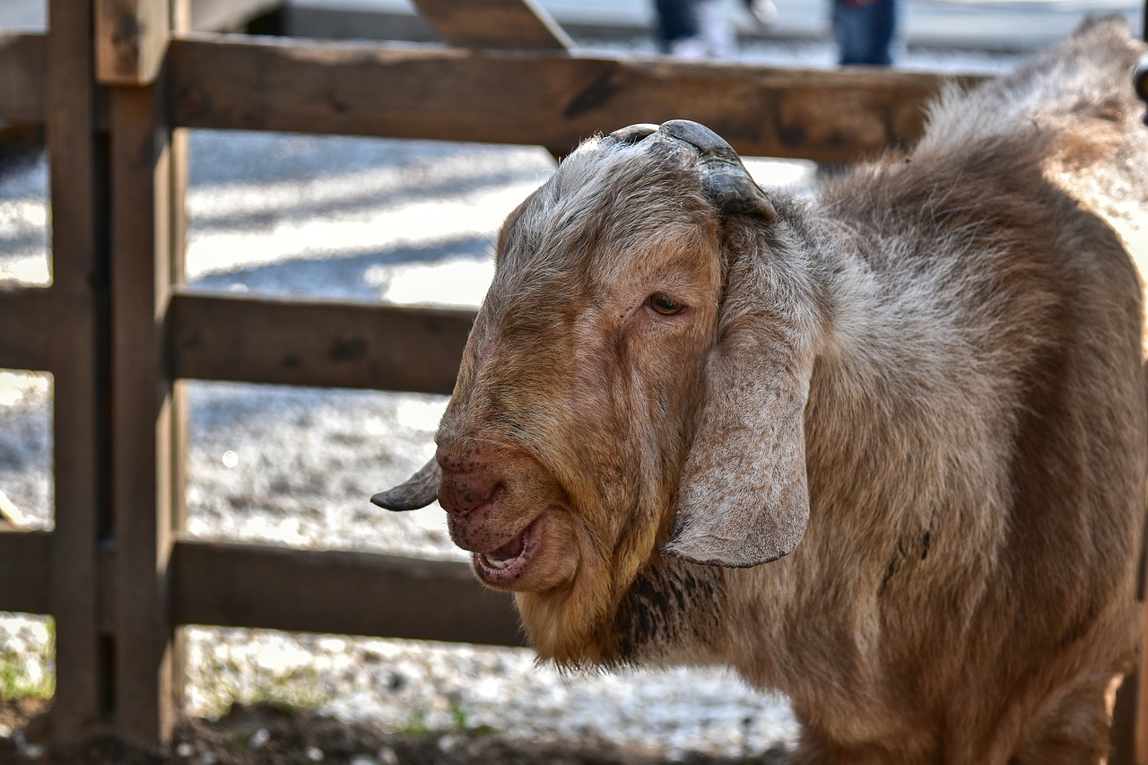 goat  singer  animal free photo