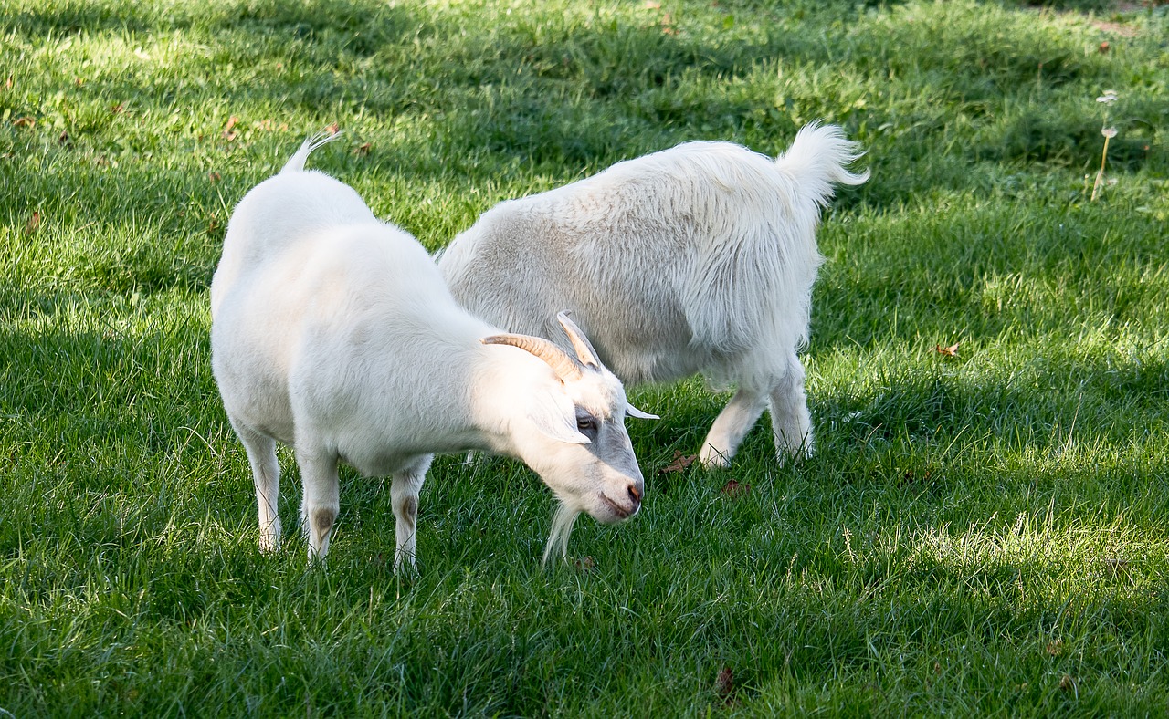 goat  animal  animal world free photo