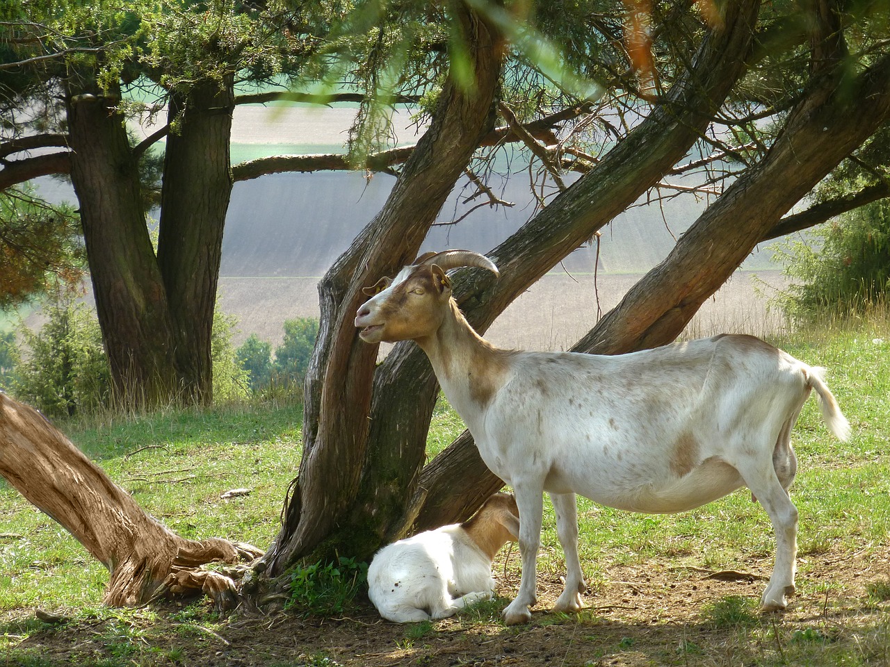 goat  livestock  nature free photo