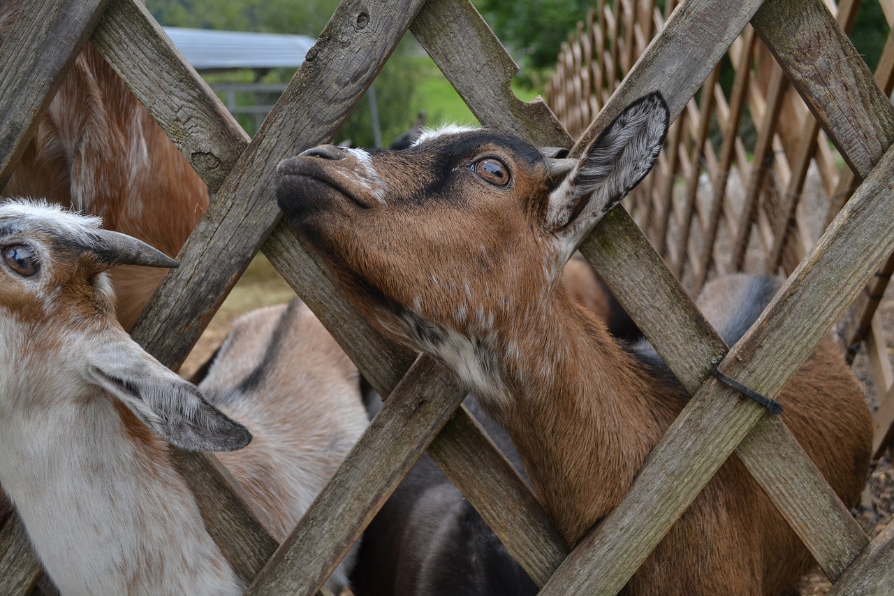 goat  farm  animals free photo