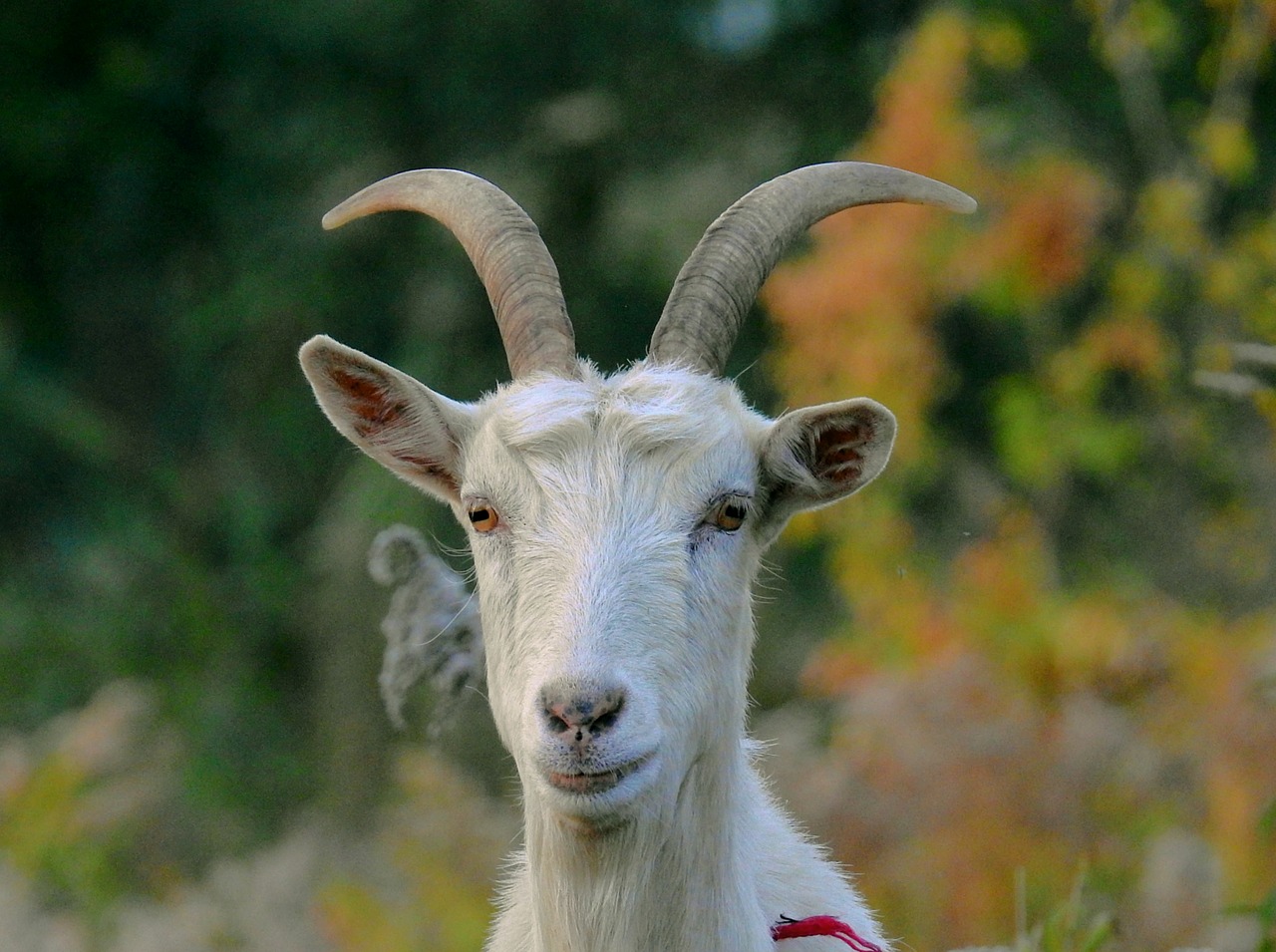 goat  portrait  toadstool free photo