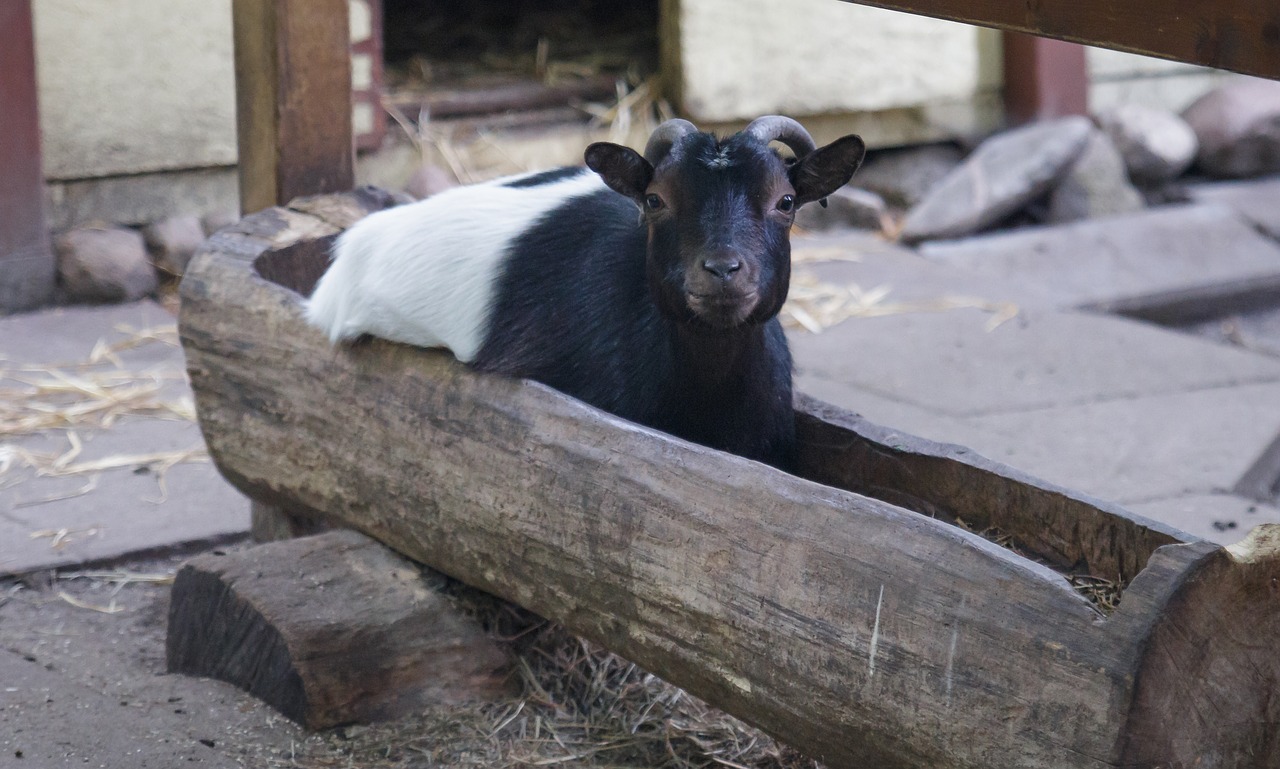 goat  animal  water trough free photo