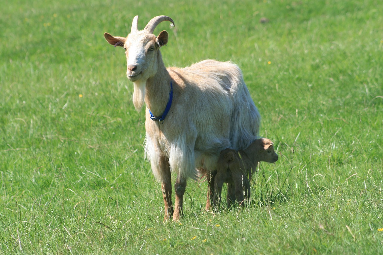 goat  golden guernsey goat  goat feeding kid free photo