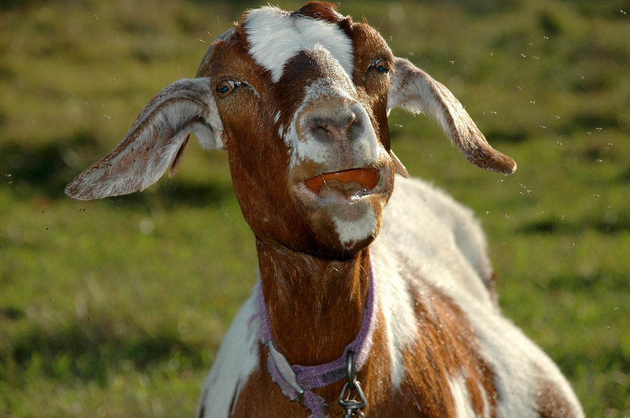 goat  goat with apple  farm free photo
