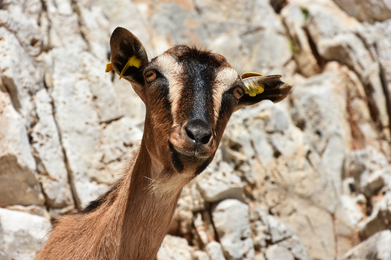 goat  funny  mammal free photo