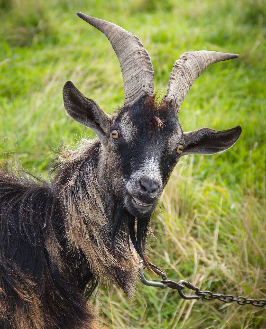 goat  animal  mammal free photo