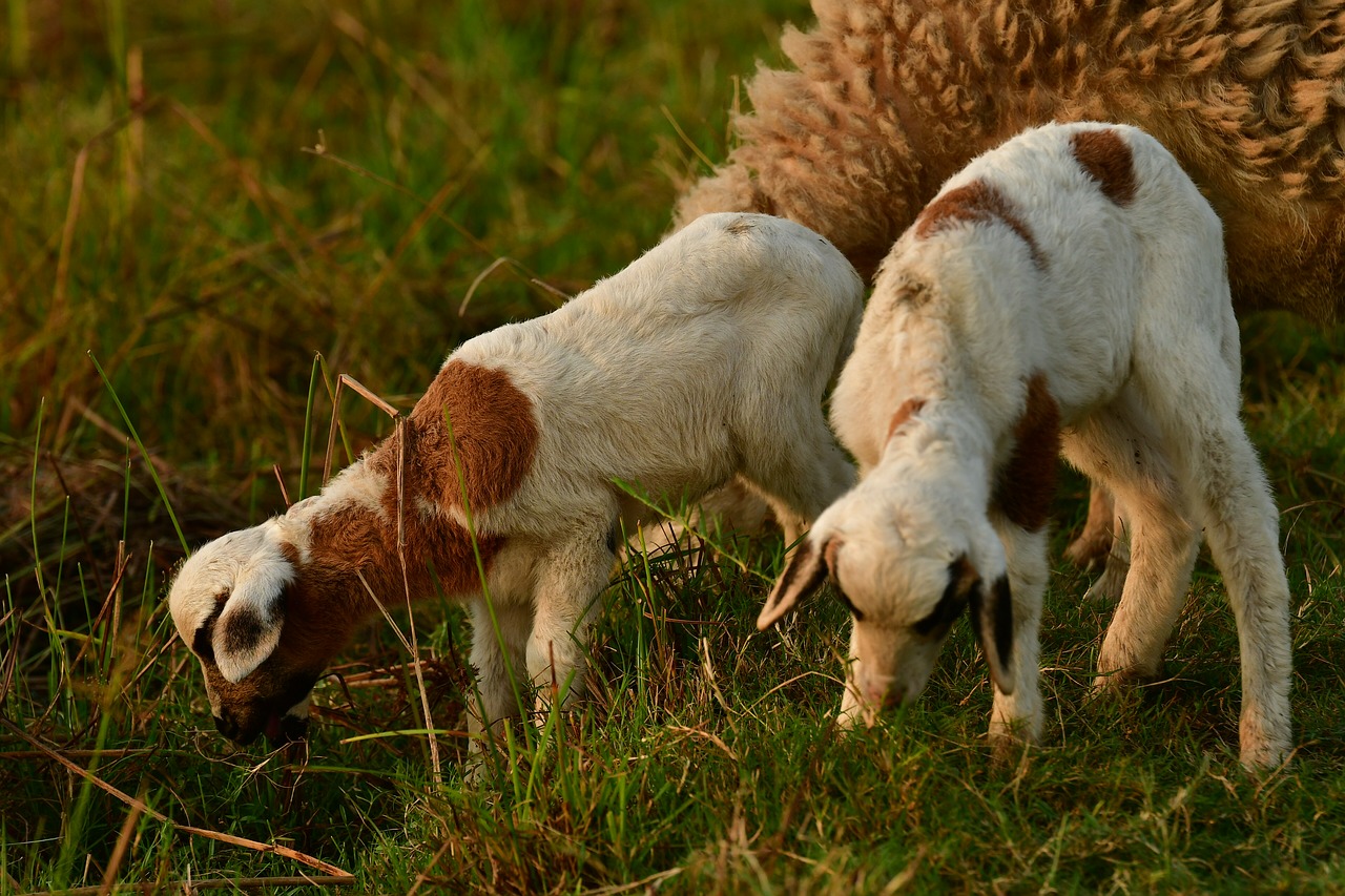 goat  kid  lambs free photo