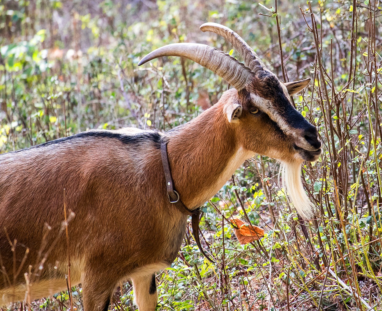 goat  mammal  animal free photo