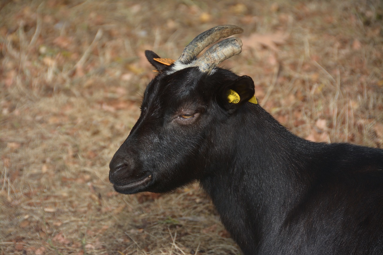 goat  black  horns free photo