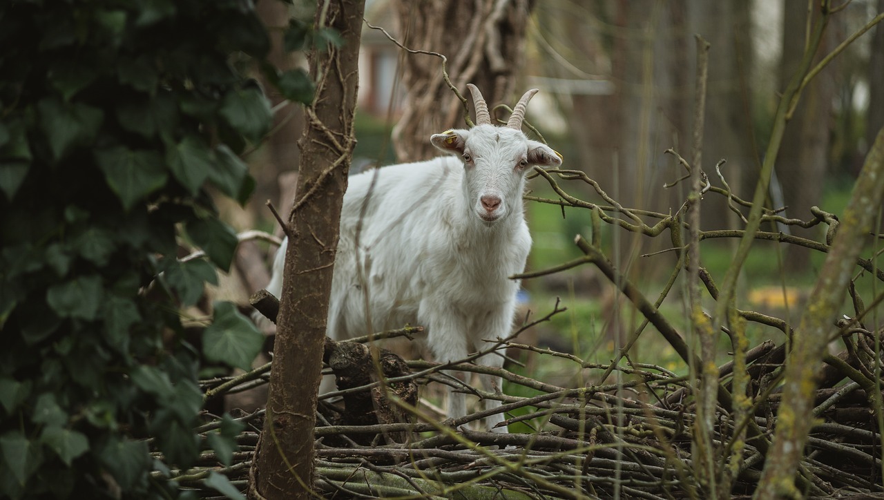 goat  animal  nature free photo