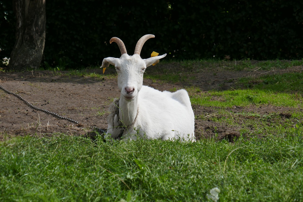 goat  animal  goats free photo