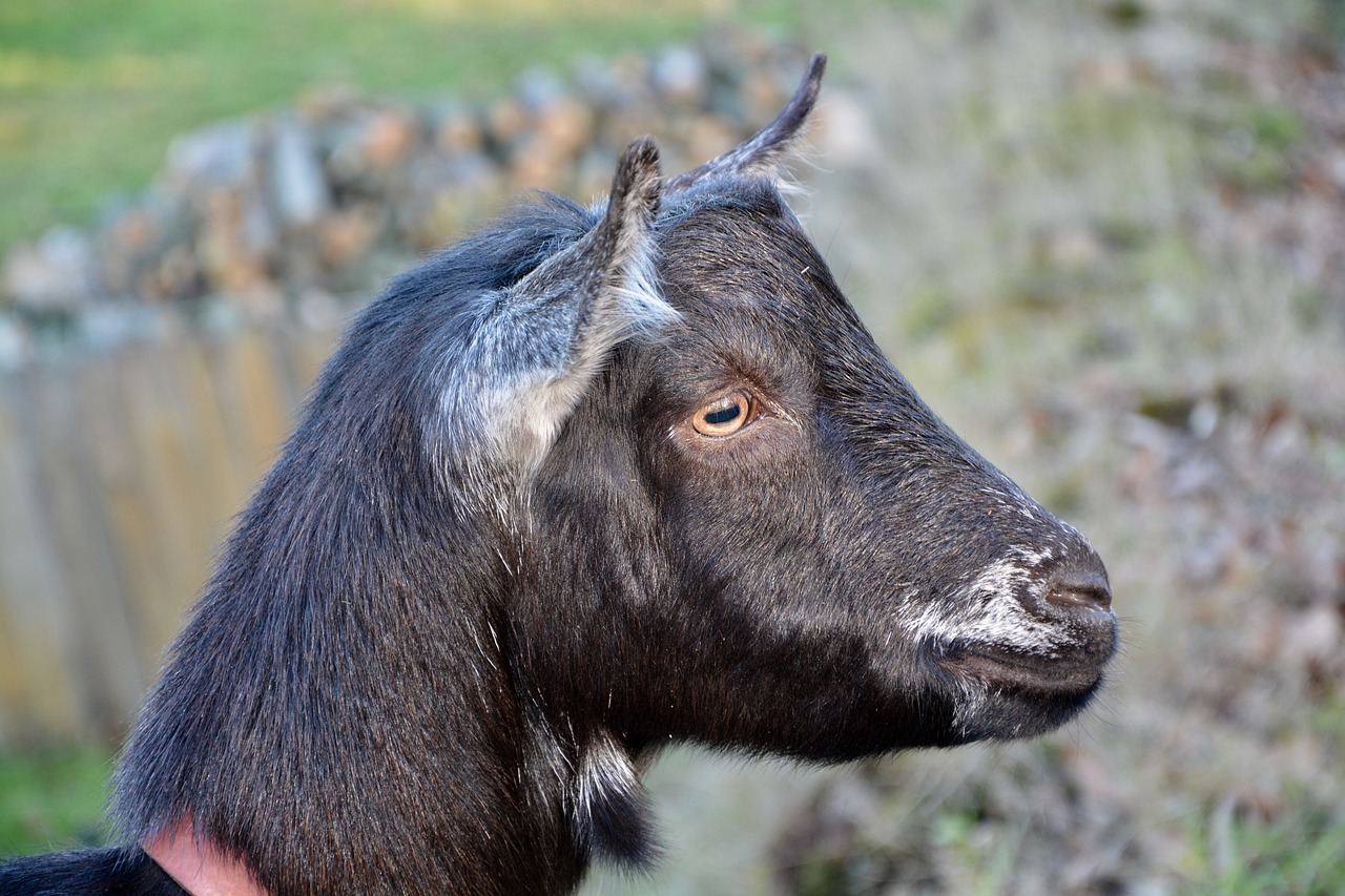 goat  goat nemo  herbivore free photo