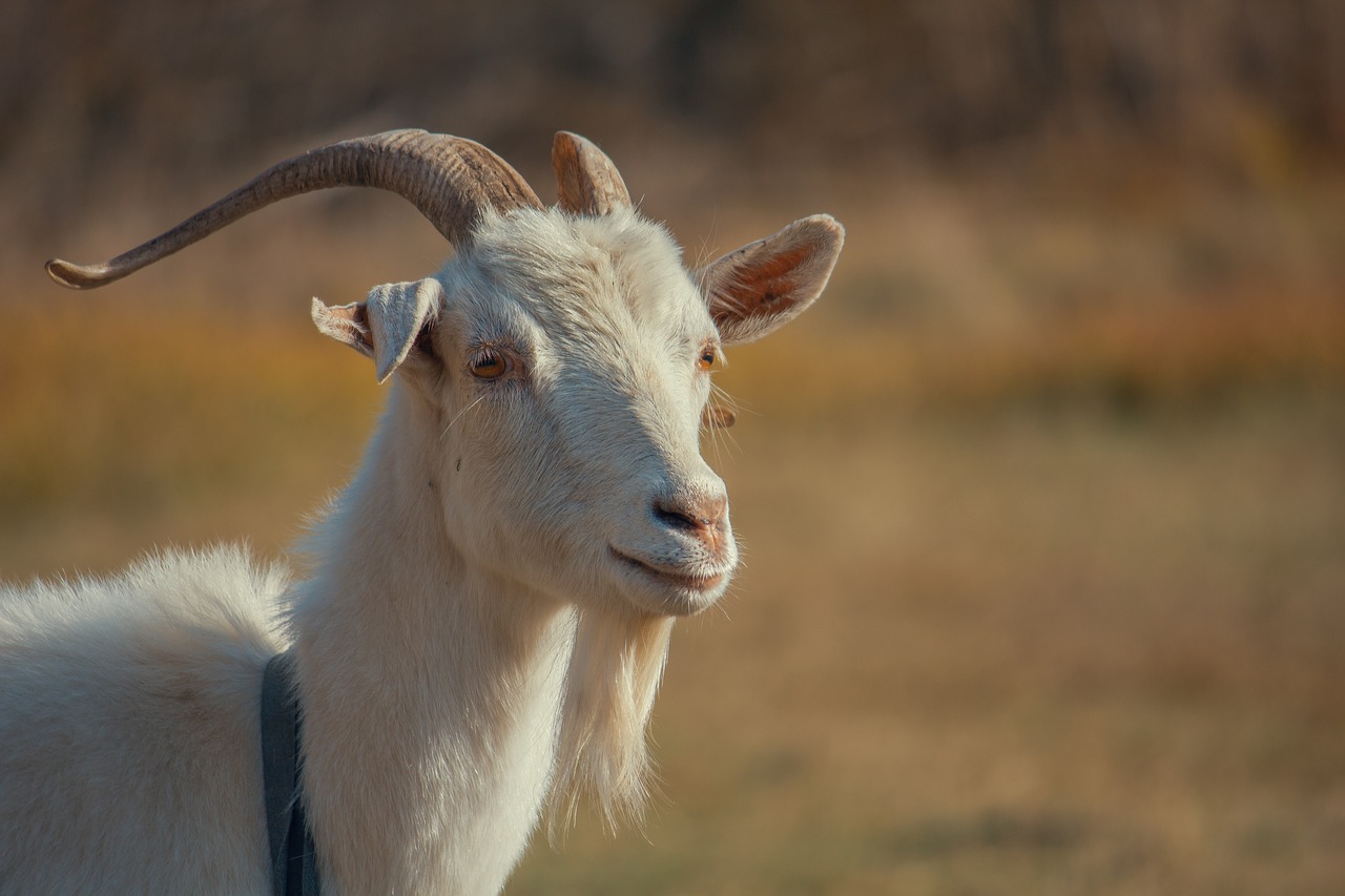 goat  kid  animal free photo