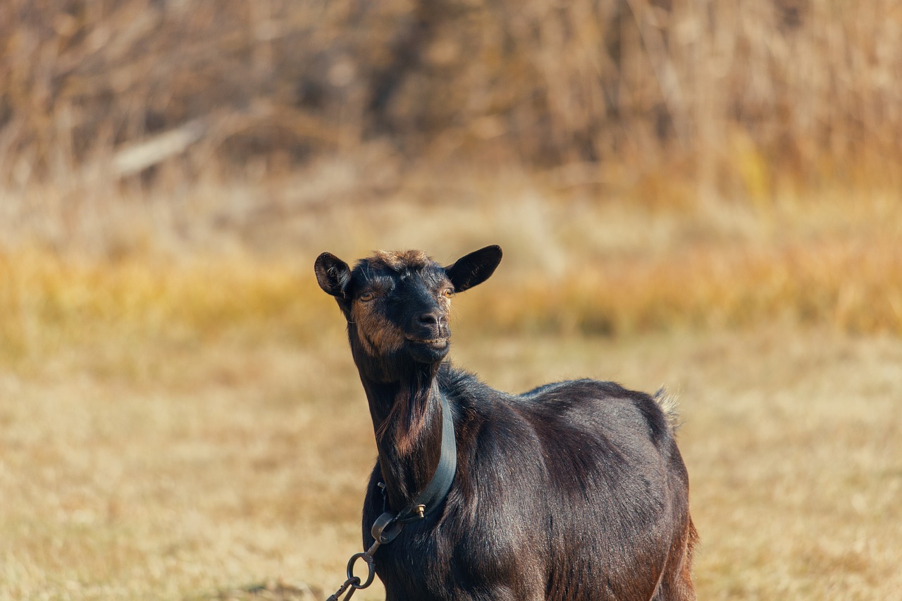 goat  kid  animal free photo