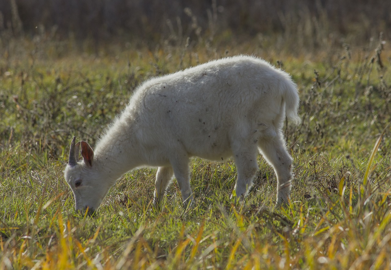 goat  kid  animal free photo