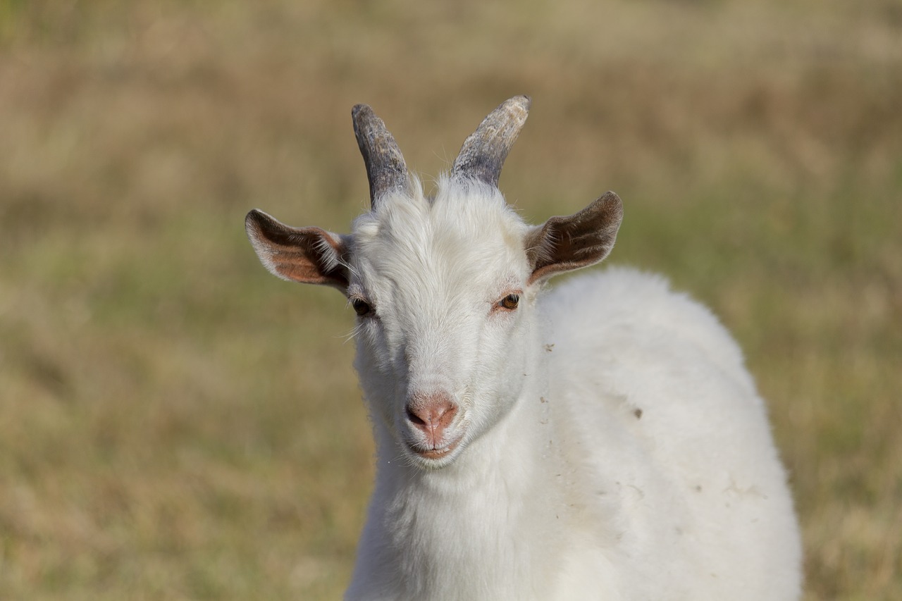 goat  kid  animal free photo