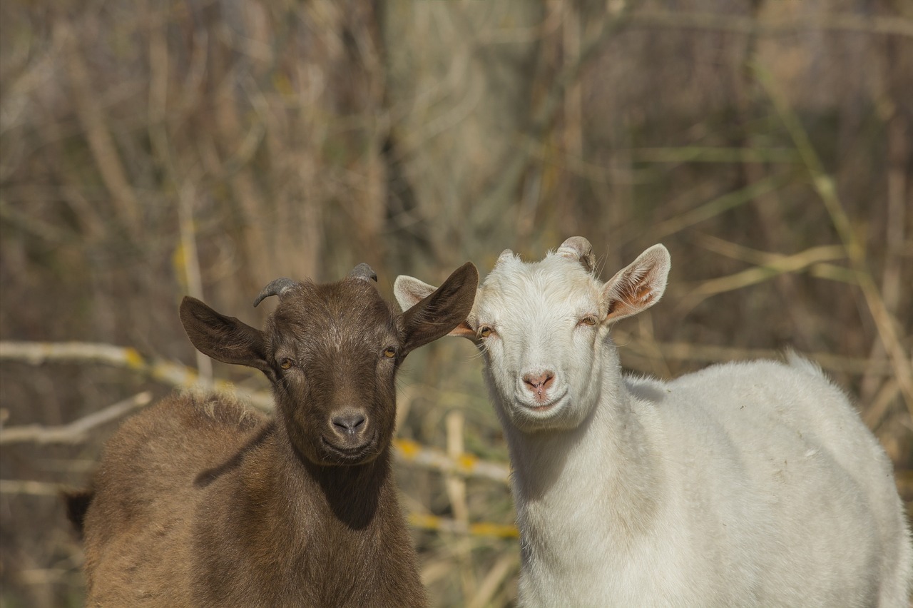 goat  kid  animal free photo