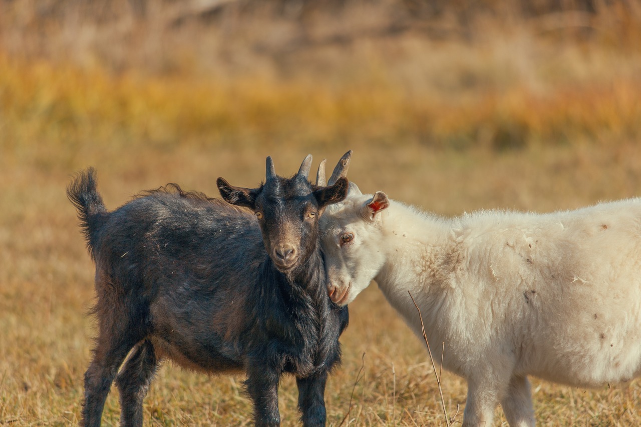 goat  kid  animal free photo