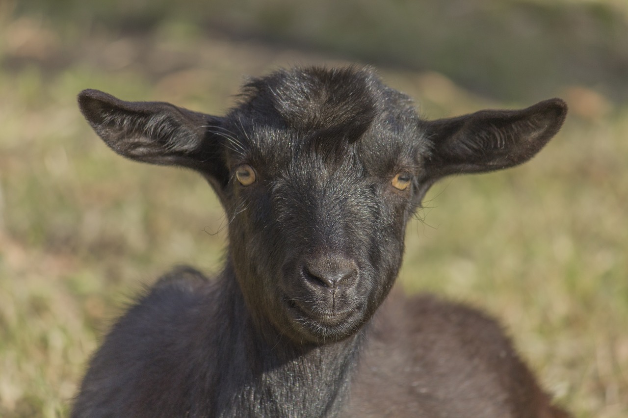 goat  kid  animal free photo