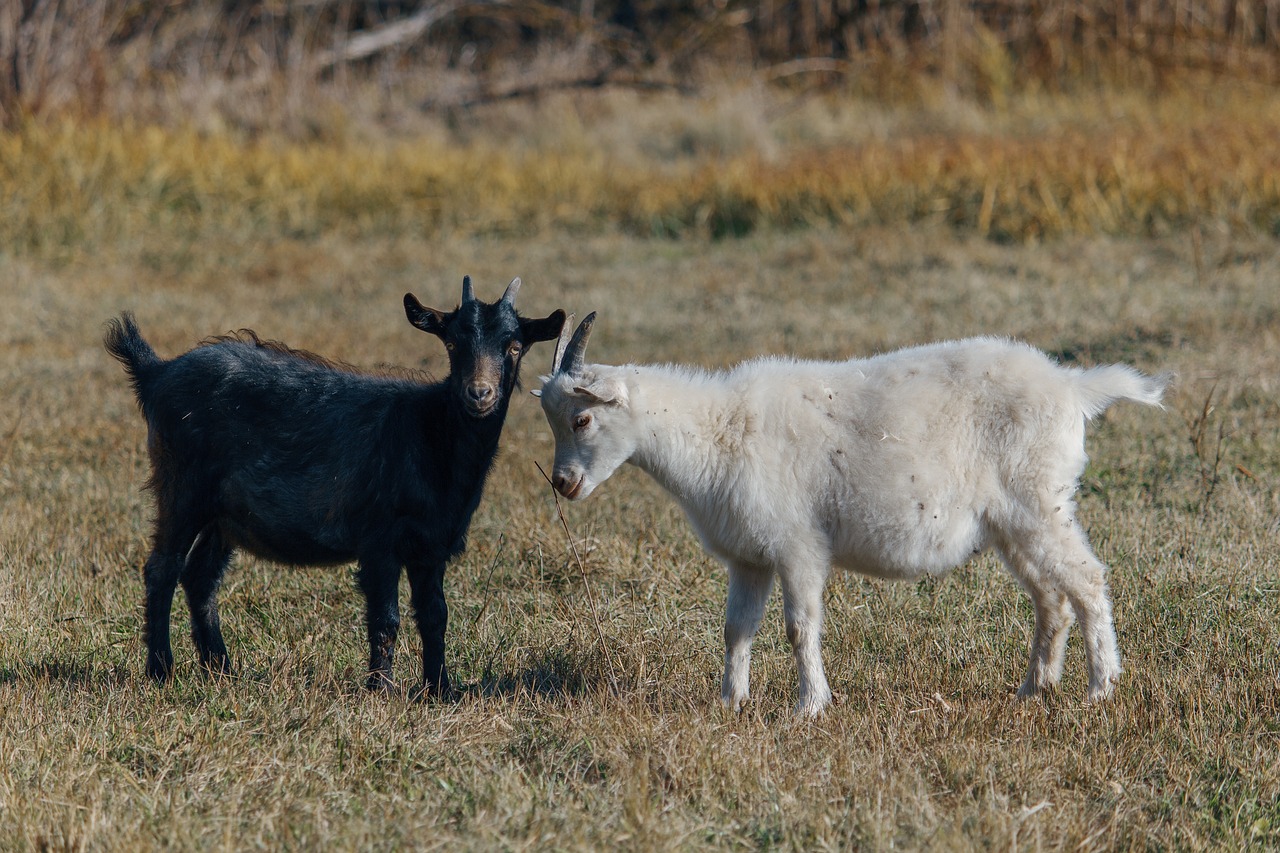 goat  kid  animal free photo