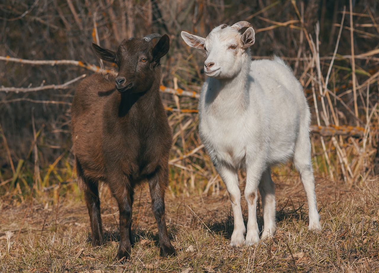 goat  kid  animal free photo