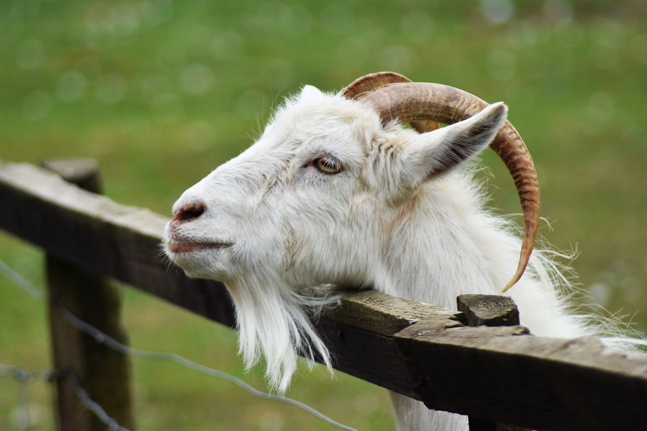goat  animal  billy free photo