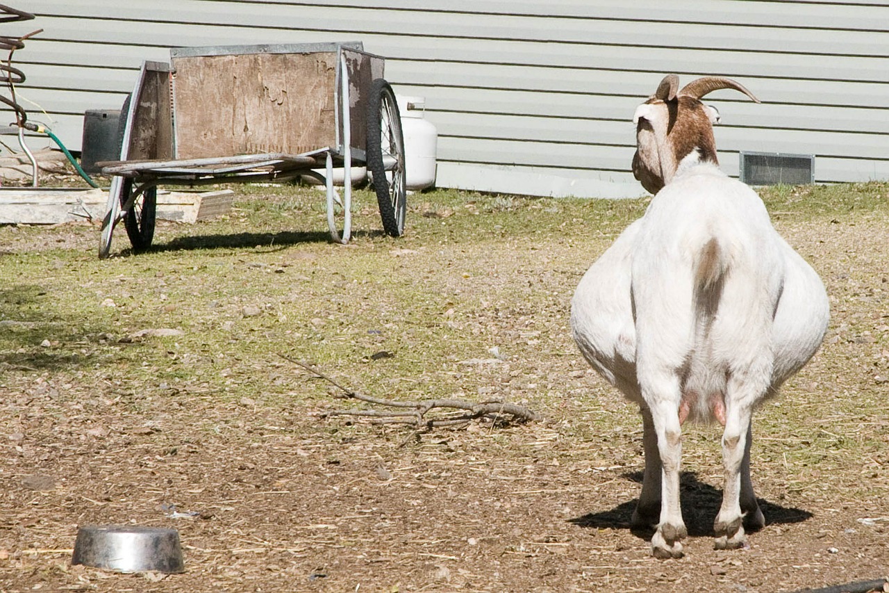 goat pregnant farm free photo