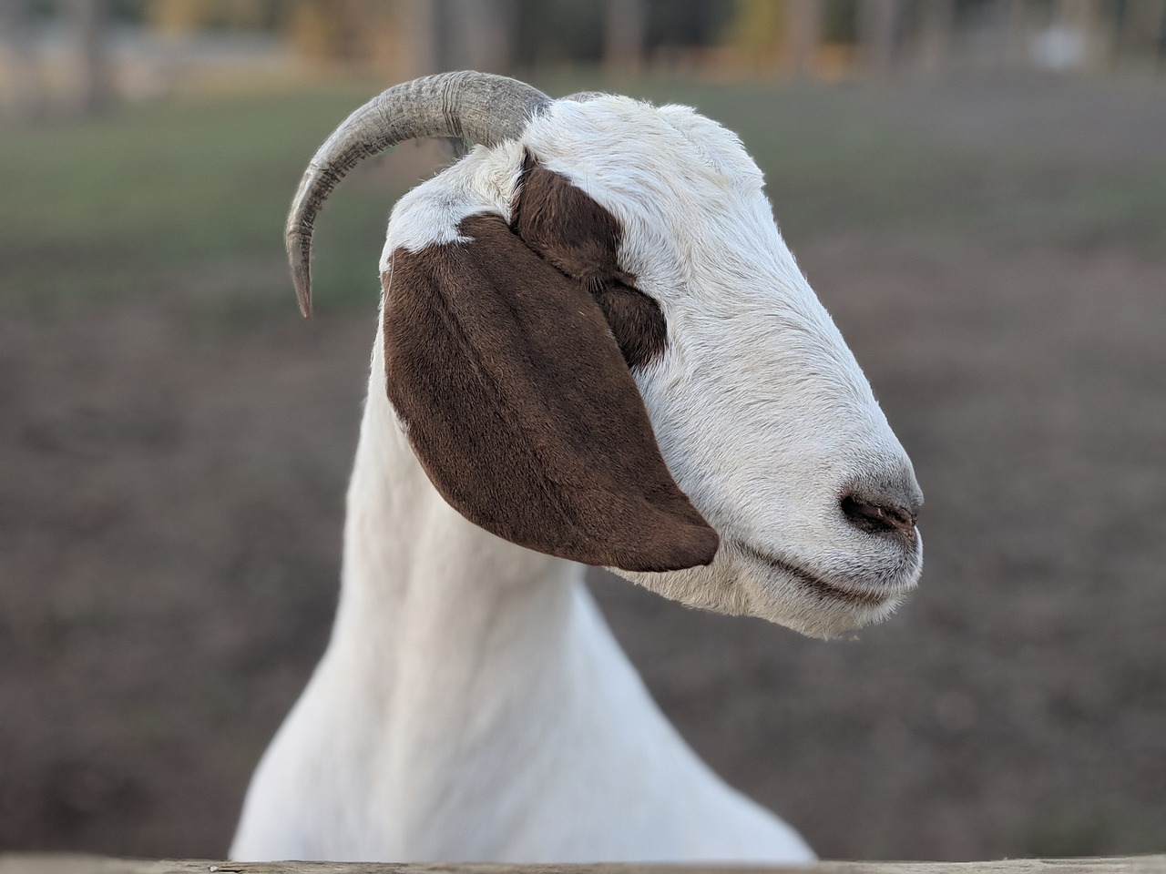 goat  animal  livestock free photo