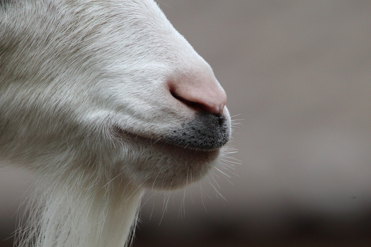 goat snout nose free photo