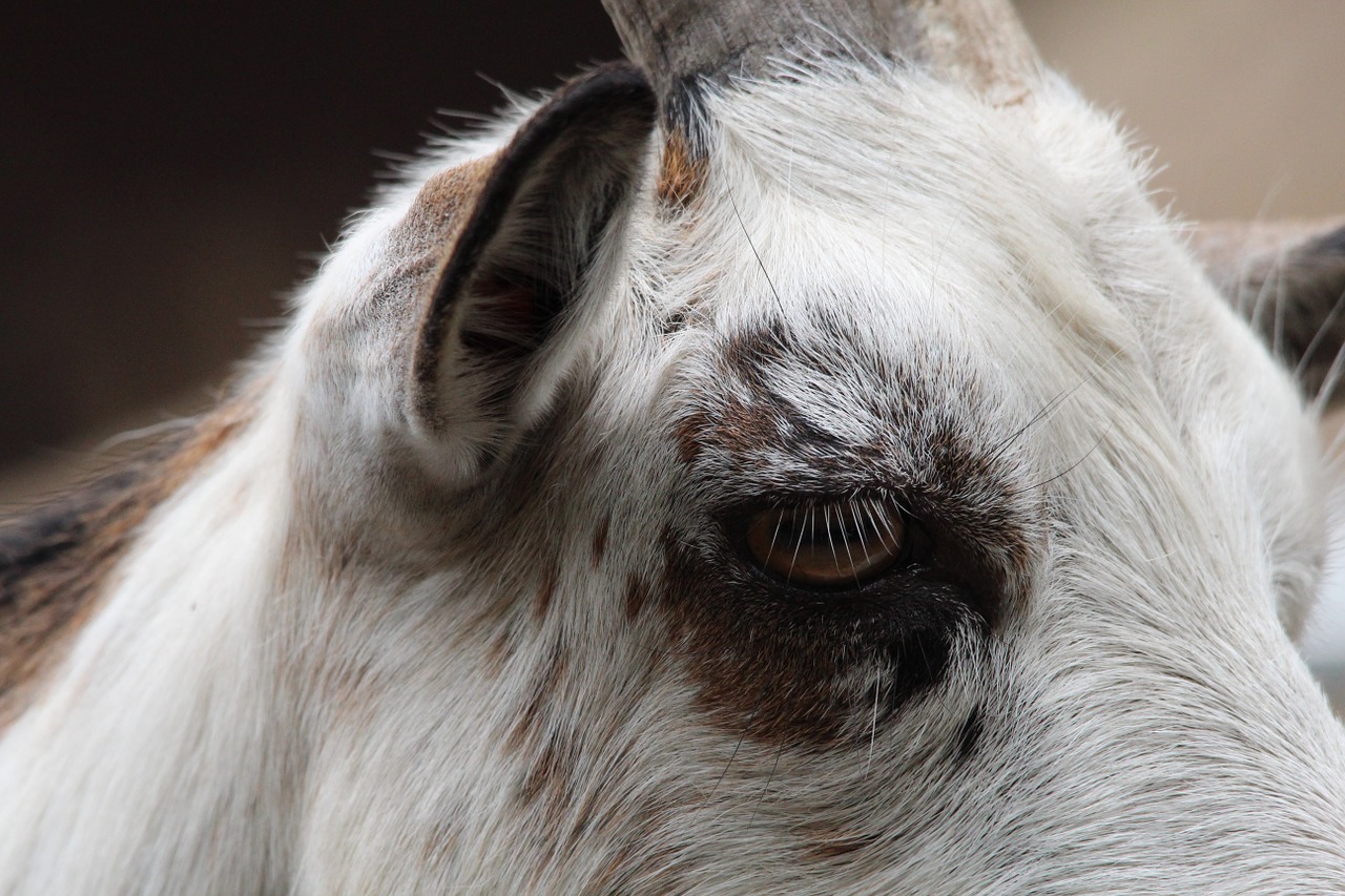 goat eye animal free photo