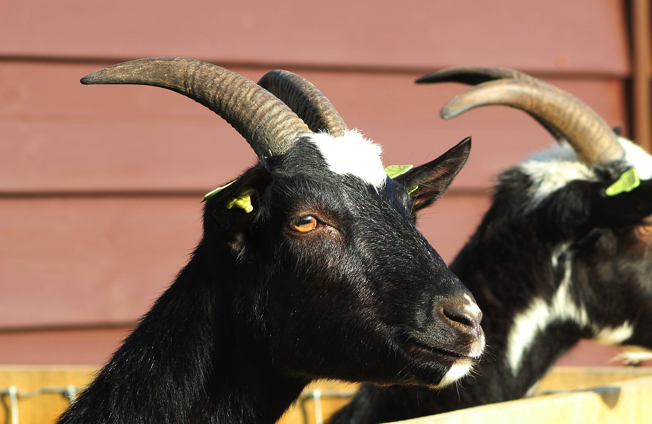 goat  black  pet free photo