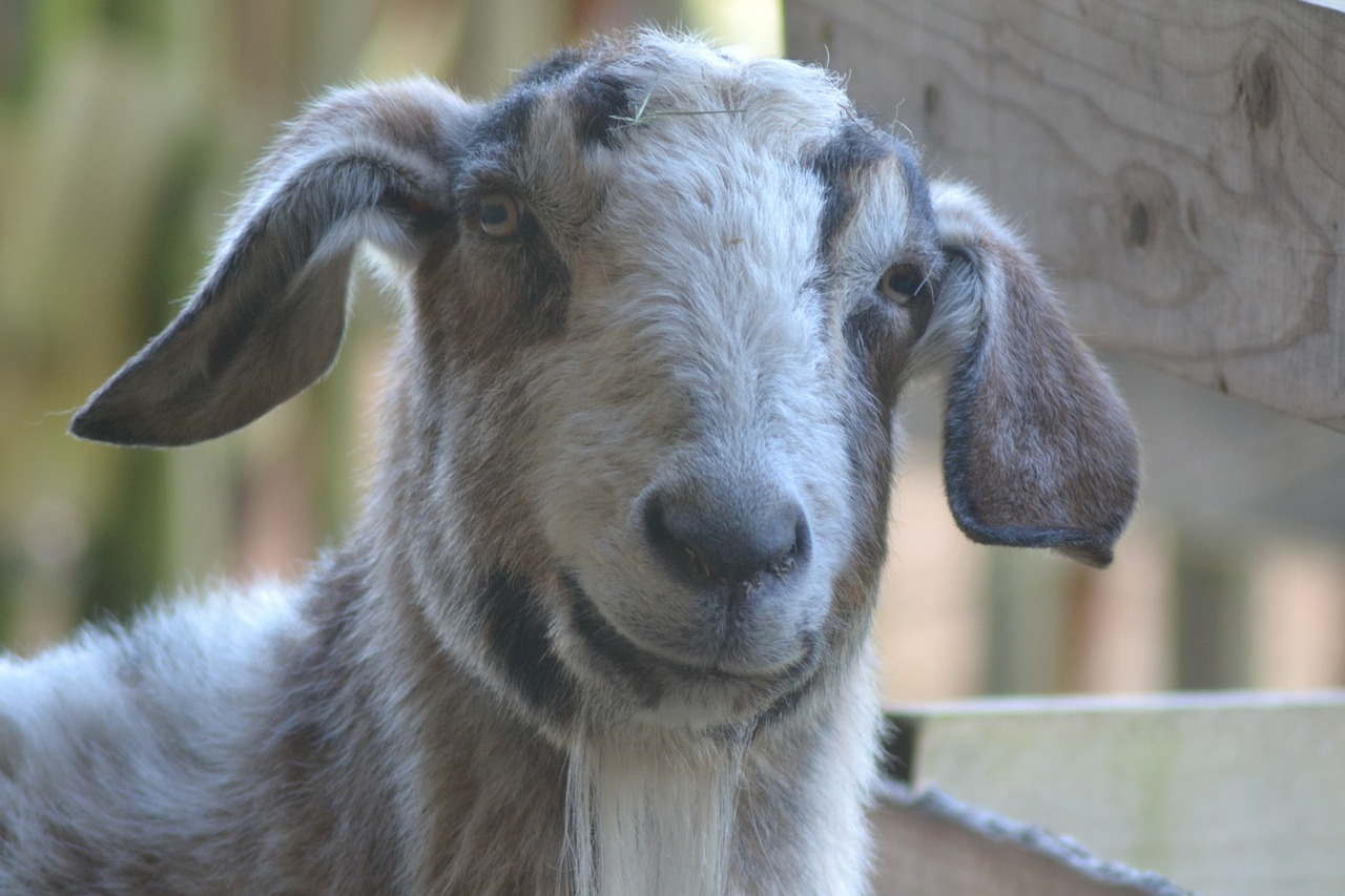 goat stall livestock free photo