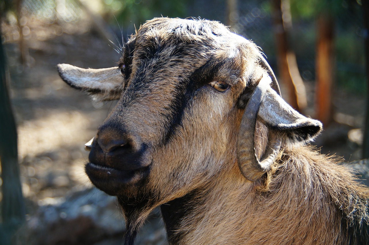 goat horns head free photo