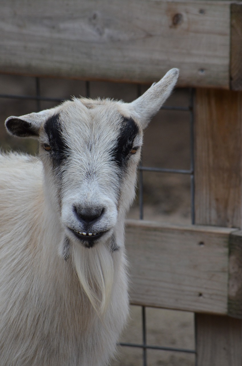 goat  moody  attitude free photo