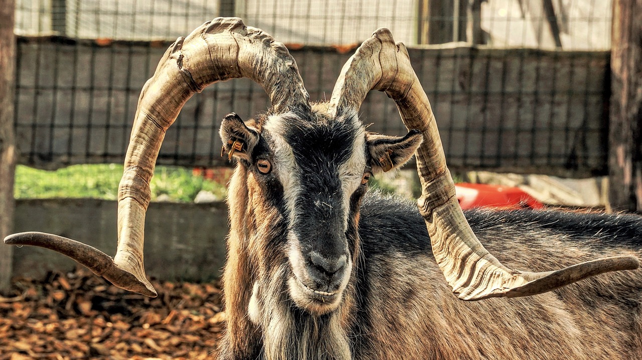 Goat, mountain goat, horns, alpine, animal - free image from 