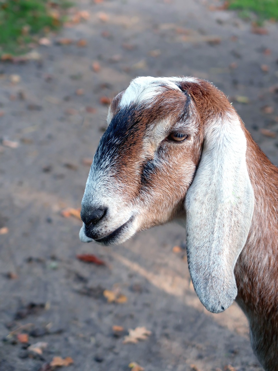 goat  goats  nubian goat free photo