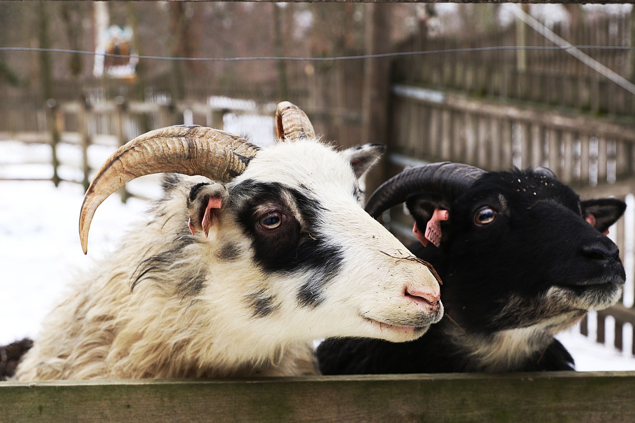 goat  animal  horns free photo