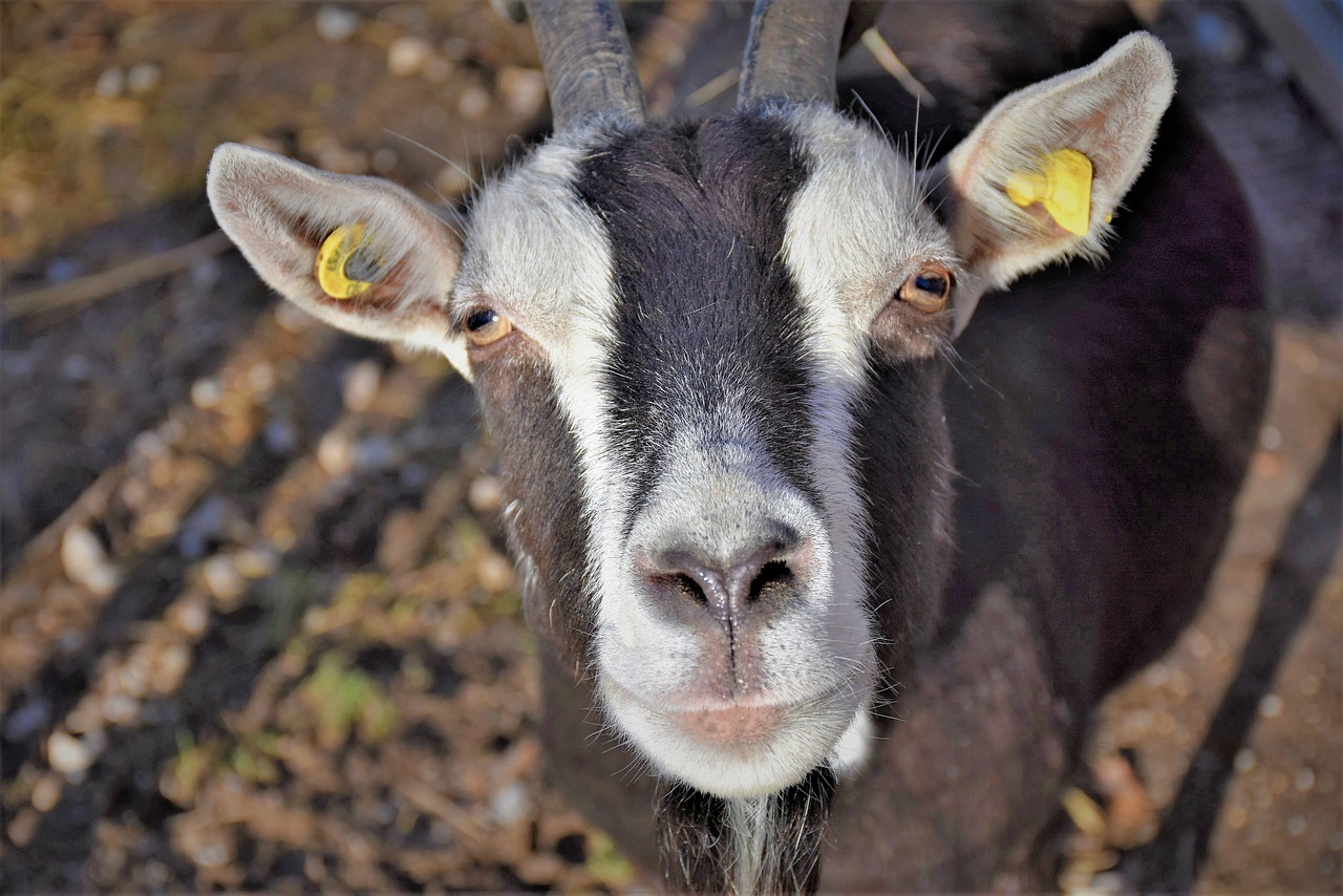 goat  livestock  farm free photo