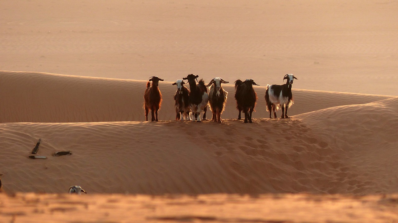 goat  dune  animal free photo