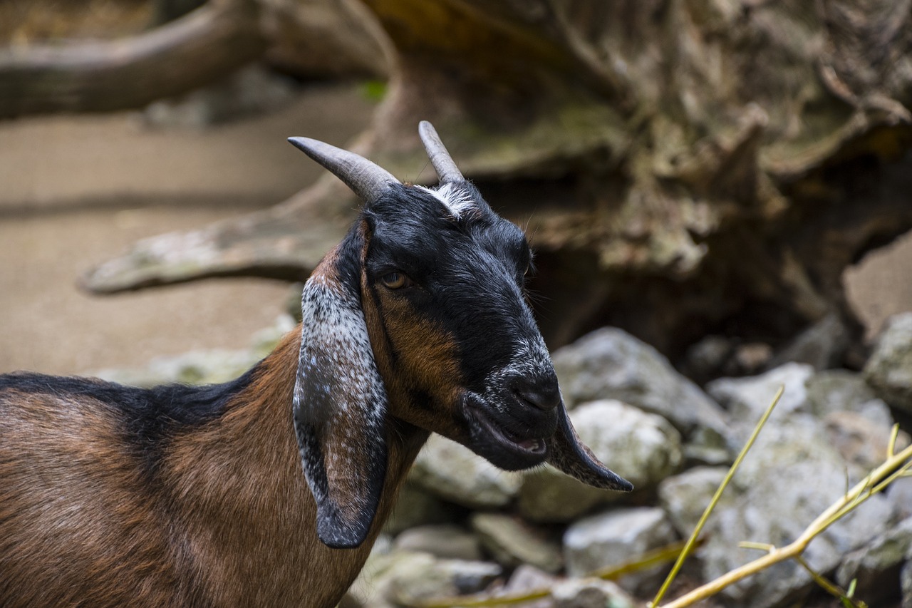 goat  animal  horns free photo