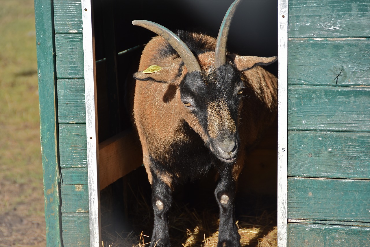 goat  cabin  horns free photo